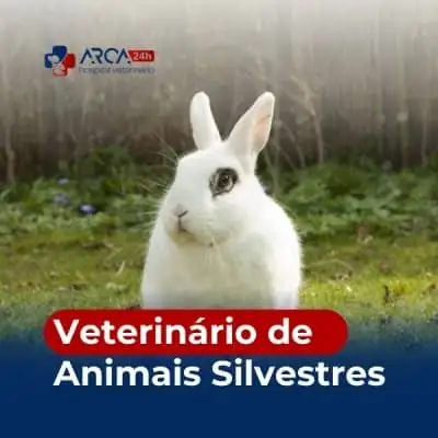 Clinica veterinária para silvestres 24h em Água Azul - Guarulhos