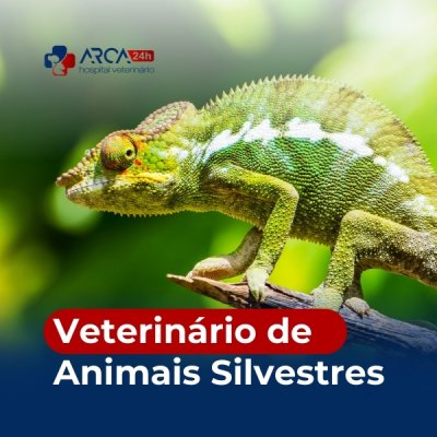 Clinica veterinária para silvestres 24h em Vila Nova Bonsucesso