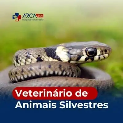 Clinica veterinária para silvestres 24h na Cidade Aracília, Guarulhos
