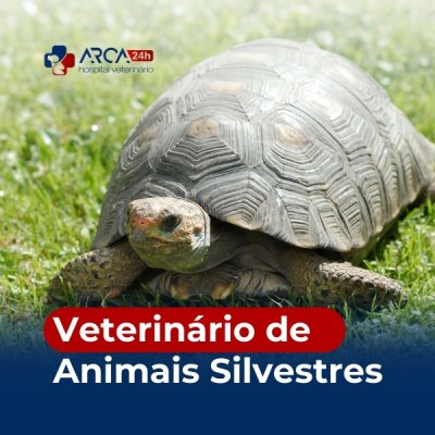 Clinica veterinária para silvestres 24h no Jardim Cocaia, Guarulhos