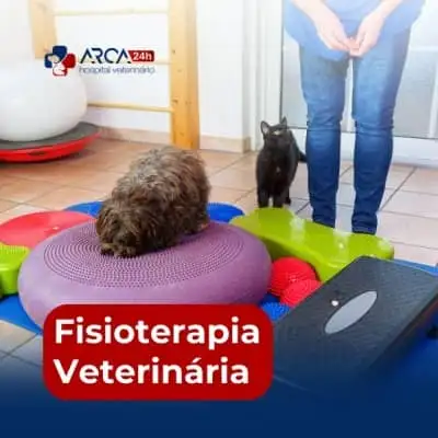 Fisioterapeuta veterinário em Jardim Normandia