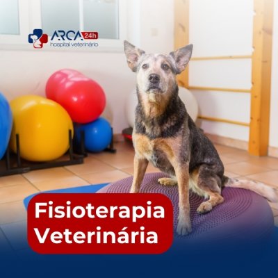 Fisioterapeuta veterinário no Jardim Triunfo