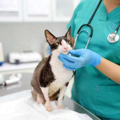 Hospital para animais no Soberana em Guarulhos