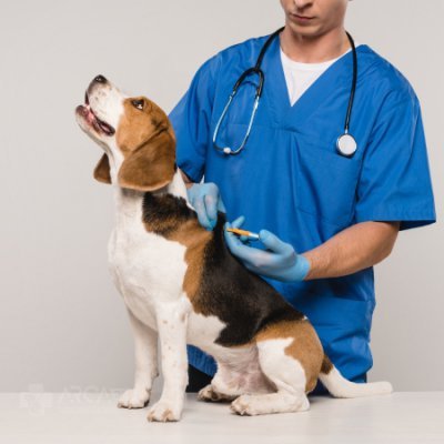 Hospital veterinário no Jardim Álamo