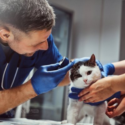 Hospital veterinário no Lavras, Guarulhos - SP