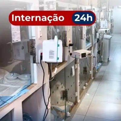 Internação veterinária no Jardim Triunfo