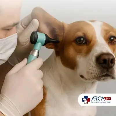 Otoscopia veterinária no Jardim Álamo