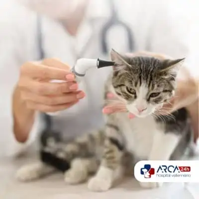 Otoscopia veterinária no Jardim Pres. Dutra, Guarulhos