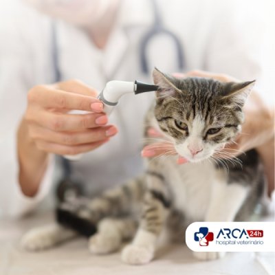 Otoscopia veterinária no Ponte Alta em Guarulhos