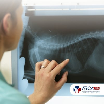 Raio x veterinário em Arujá SP
