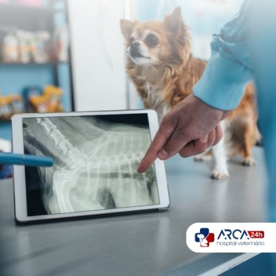 Raio x veterinário em Orquidiama - Guarulhos, SP