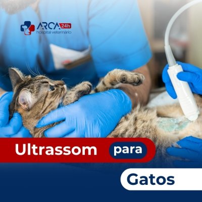 Ultrassom para gatos em Arujá SP