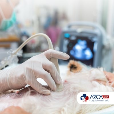 Ultrassonografia para cachorro em Água Chata, Guarulhos