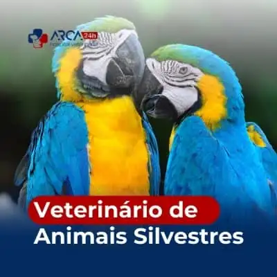 Veterinário de animais silvestres em Santa Isabel