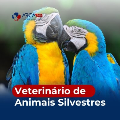 Veterinário de animais silvestres em São Paulo