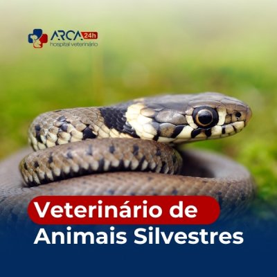 Veterinário de animais silvestres no Jardim Sao Domingos, Guarulhos