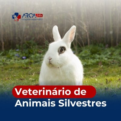 Veterinário de animais silvestres no Ponte Alta em Guarulhos