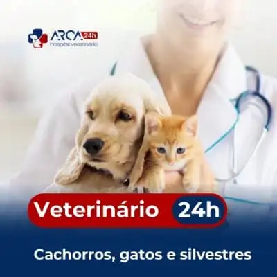 Veterinário para cachorro em Água Azul - Guarulhos