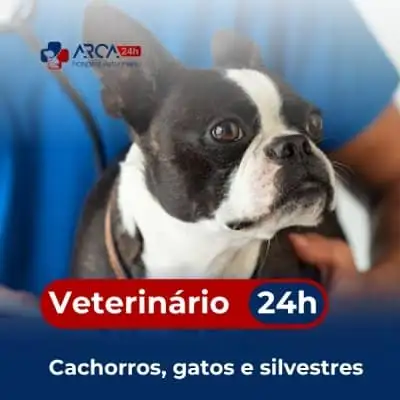 Veterinário para cachorro em Santa Isabel