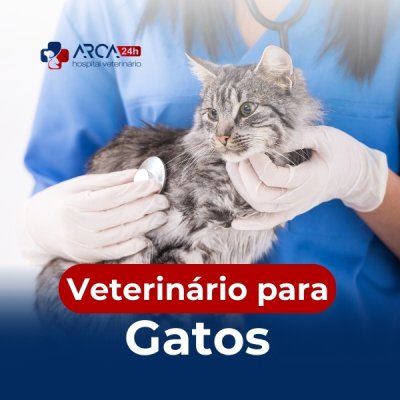 Veterinário para gatos em Jardim Ponte Alta