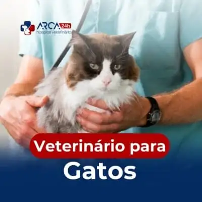 Veterinário para gatos no Parque Jurema