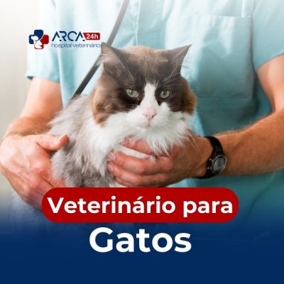 Veterinário para gatos no Pimentas
