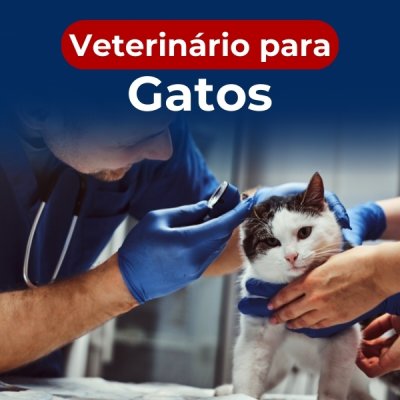 Veterinário para gatos no Soberana em Guarulhos