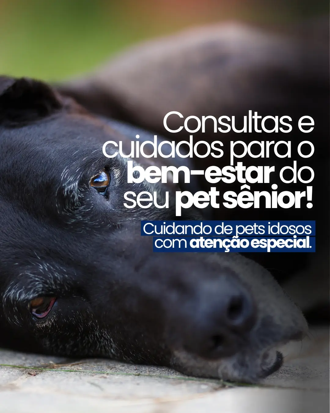 Consultas para o seu pet Sênior