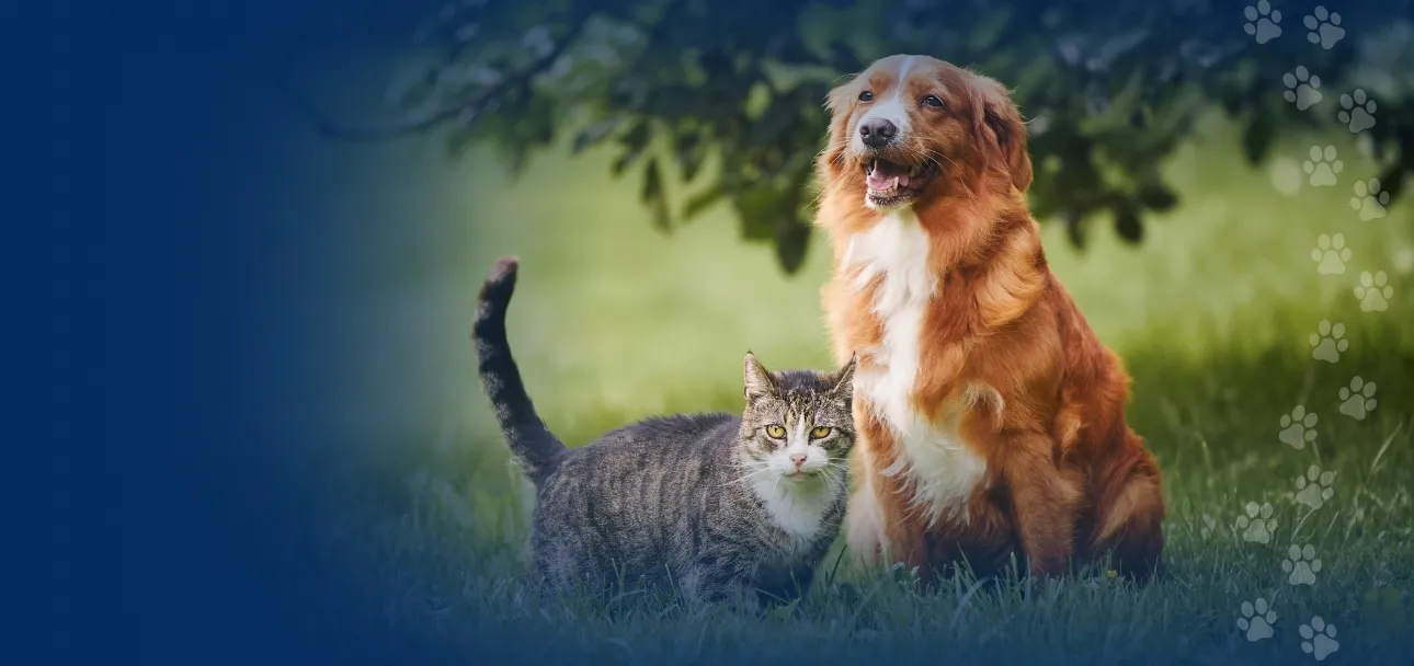 Castração Cães e Gatos