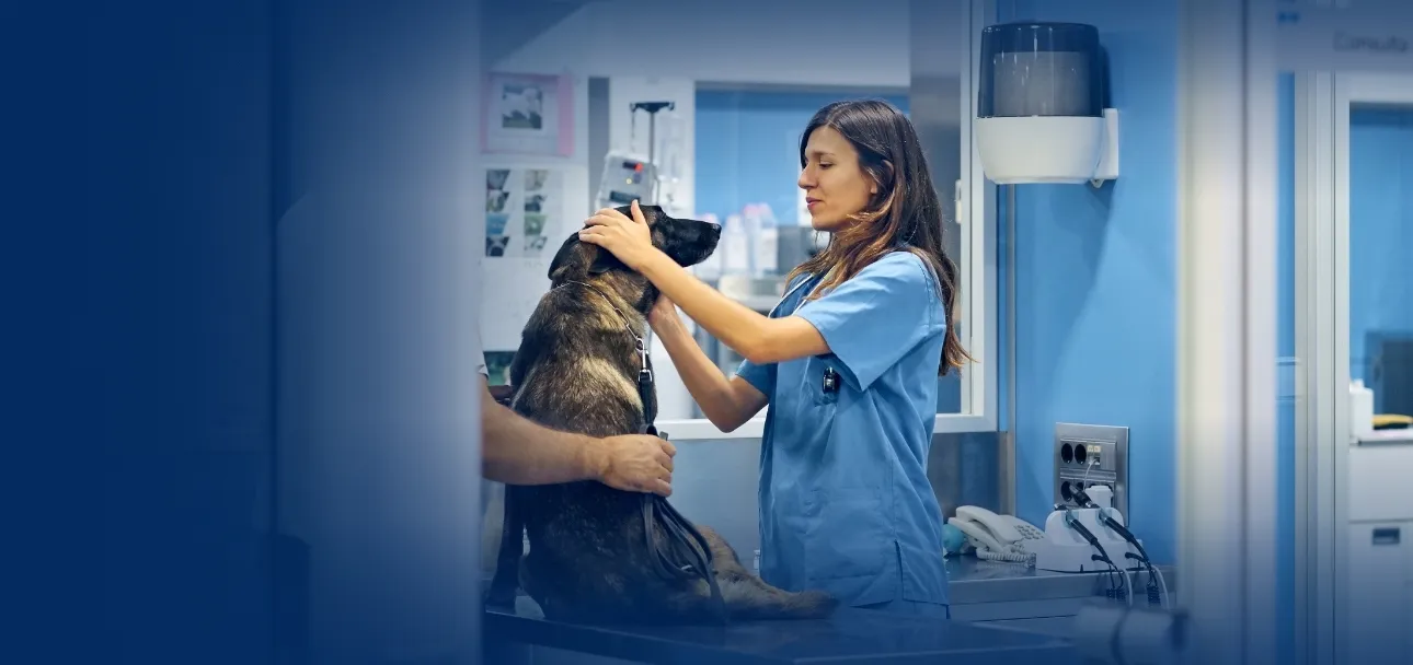 Internação Veterinária Internação Veterinária