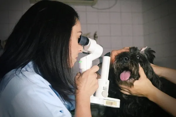 Equipe de Veterinários