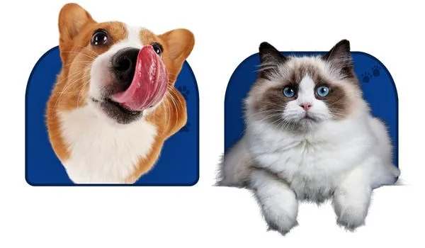 Consulta Veterinária