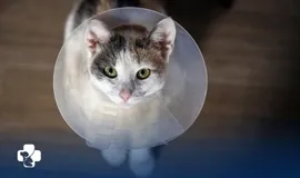 Castração de animais - Cães e Gatos