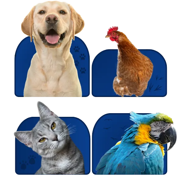 Consulta Veterinária Consulta Veterinária