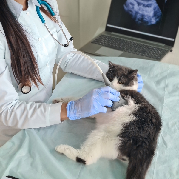 Consulta Veterinária Consulta Veterinária