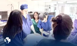Internação Veterinário