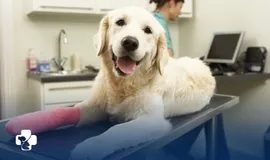 Pronto-socorro 24h para Pets