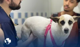 Reabilitação para Animais
